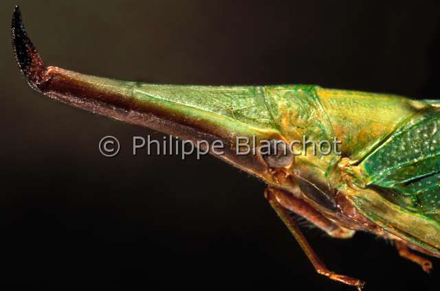 Odontoptera toulgoeti.JPG - Odontoptera toulgoeti (Portrait), Fulgore, Planthopper, Hemiptera, Fulgoridae, Guyane